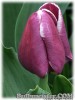 Tulipa_ArabianMystery080409_01.jpg