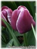 Tulipa_ArabianMystery080411_01.jpg