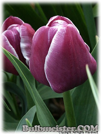 Tulipa_ArabianMystery080411
