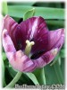 Tulipa_Columbine080429_01.jpg
