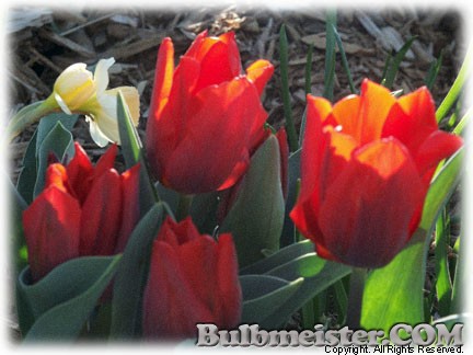 Tulipa_CouleurCardinal070402