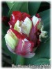 Tulipa_EstellaRijnveld080415_01.jpg