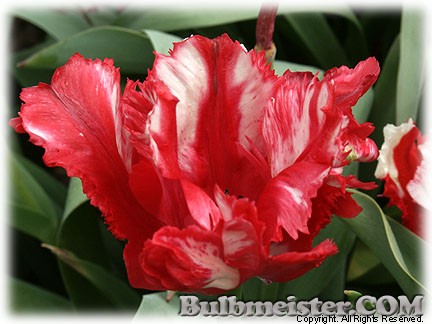Tulipa_EstellaRijnveld080421