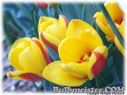 Tulipa_Flowerdale070327