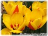 Tulipa_Flowerdale070328_01.jpg