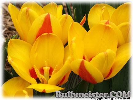 Tulipa_Flowerdale070328