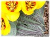 Tulipa_Flowerdale070328_02.jpg