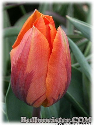 Tulipa_PrincessIrene080409