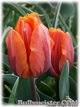 Tulipa_PrincessIrene080411