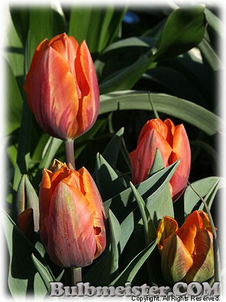 Tulipa_PrincessIrene080411