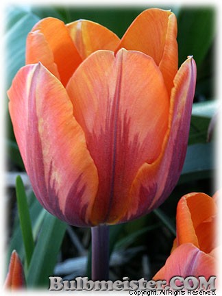 Tulipa_PrincessIrene080415
