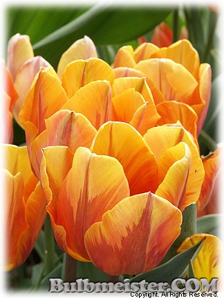 Tulipa_PrincessIrene080421