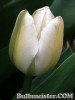 Tulipa_WhiteMarvel080331_01.jpg