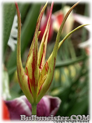 Tulipa_acuminata080421