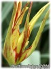 Tulipa_acuminata080421_02.jpg