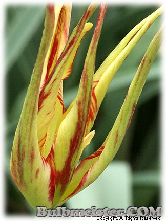 Tulipa_acuminata080421