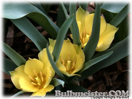 Tulipa_batalinii_BrightGem070425