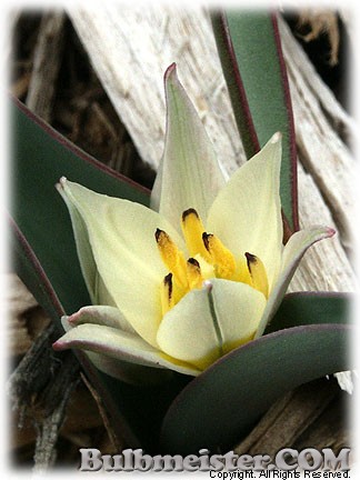 Tulipa_biflora080326