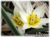 Tulipa_biflora080327_01.jpg