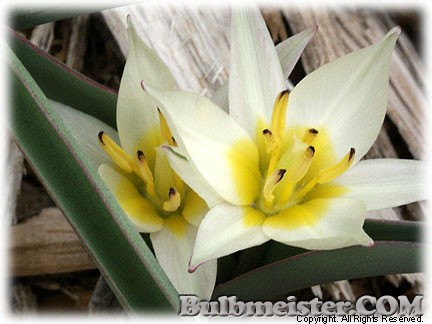 Tulipa_biflora080327