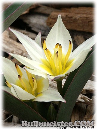 Tulipa_biflora080327