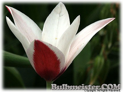 Tulipa_clusiana080423