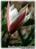 Tulipa_clusiana_Peppermintstick080416_01.jpg