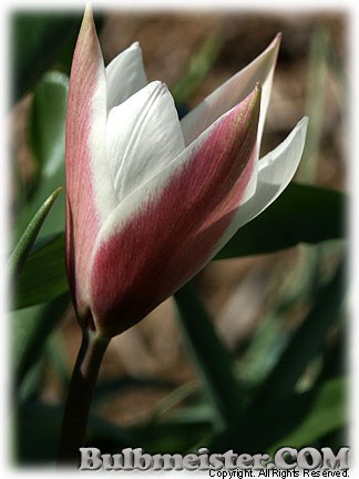 Tulipa_clusiana_Peppermintstick080416