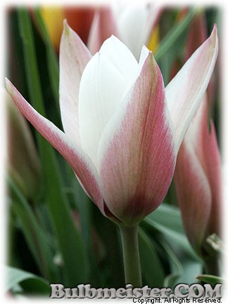 Tulipa_clusiana_Peppermintstick080417