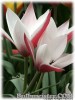Tulipa_clusiana_Peppermintstick080421_01.jpg