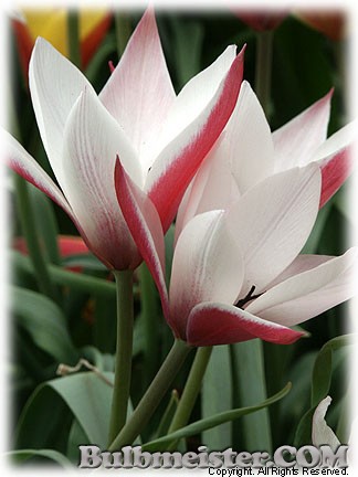 Tulipa_clusiana_Peppermintstick080421