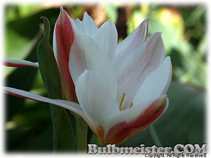 Tulipa_clusiana_stellata080416