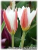 Tulipa_clusiana_stellata080417_01.jpg