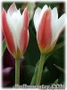 Tulipa_clusiana_stellata080417_02.jpg