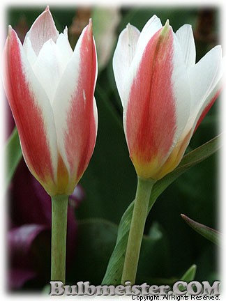 Tulipa_clusiana_stellata080417