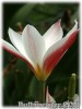 Tulipa_clusiana_stellata080421_01.jpg