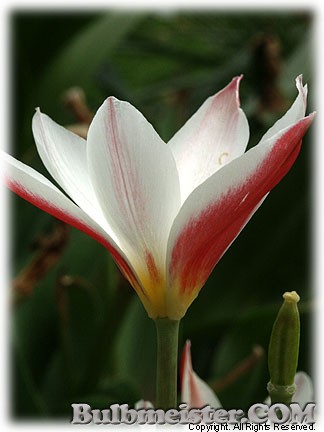 Tulipa_clusiana_stellata080421