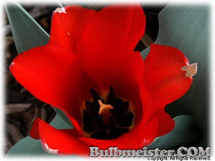 Tulipa_eichleri080331