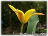 Tulipa_ferganica080501_02.jpg
