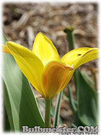 Tulipa_ferganica080501