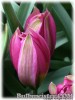 Tulipa_humilis_EasternStar080411.jpg