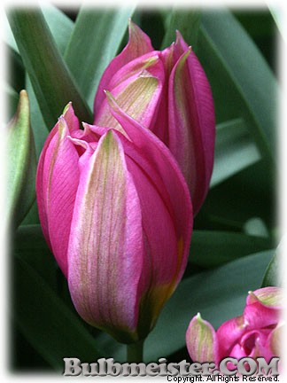 Tulipa humilis 'Eatern Star'