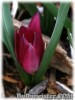 Tulipa_humilis_violacea_YellowBase080331_01.jpg