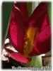 Tulipa_humilis_violacea_YellowBase080401_01.jpg