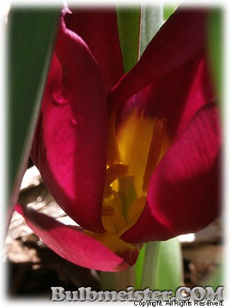 Tulipa_humilis_violacea_YellowBase080401