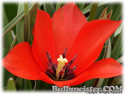 Tulipa_linifolia080421