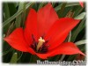 Tulipa_linifolia080421_02.jpg