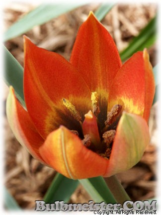 Tulipa_orphanidea070328