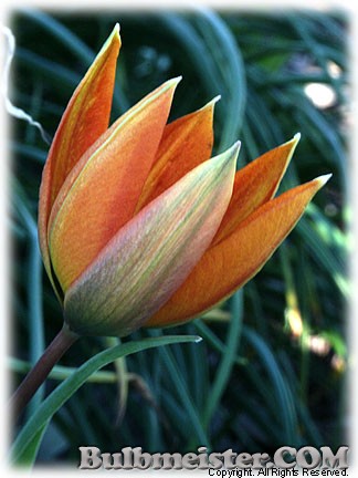 Tulipa_orphanidea080415