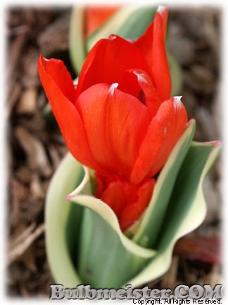 Tulipa_praestans_Unicum070330